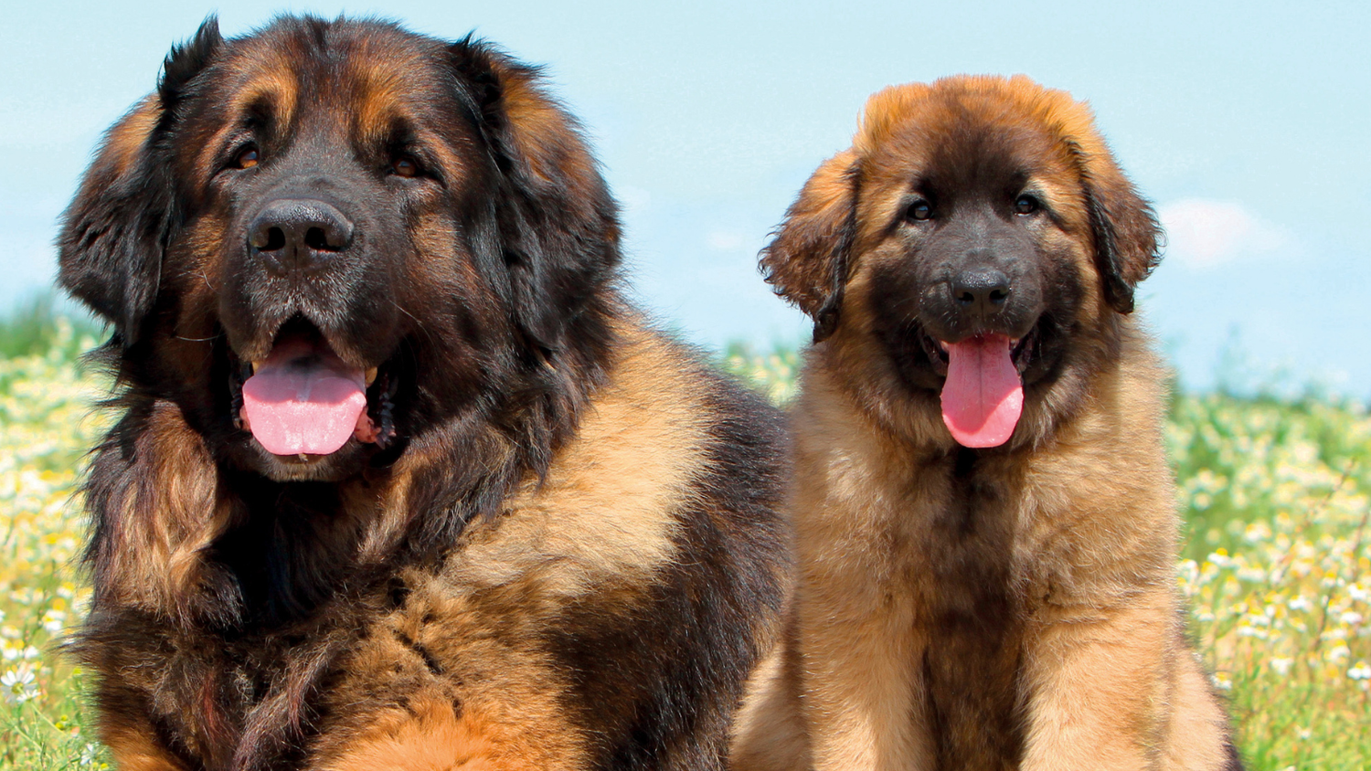 🐾 SoulLight for Animals – Tierkollektion von Bilyana Christalles